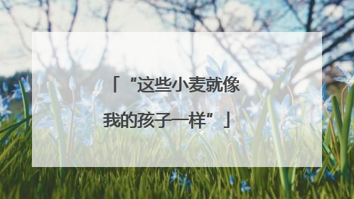 “这些小麦就像我的孩子一样”