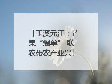 玉溪元江：芒果“爆单” 联农带农产业兴