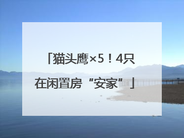 猫头鹰×5！4只在闲置房“安家”