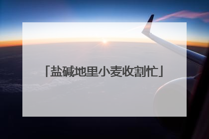 盐碱地里小麦收割忙