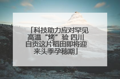 科技助力应对罕见高温“烤”验 四川自贡这片稻田即将迎来头季孕穗期