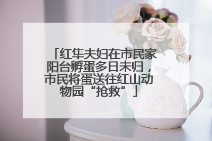 红隼夫妇在市民家阳台孵蛋多日未归，市民将蛋送往红山动物园“抢救”
