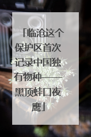 临沧这个保护区首次记录中国独有物种——黑顶蛙口夜鹰