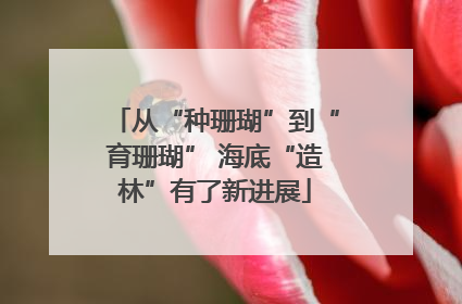 从“种珊瑚”到“育珊瑚” 海底“造林”有了新进展
