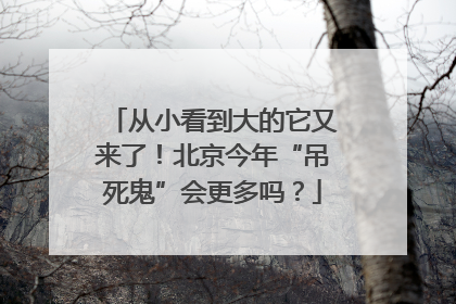 从小看到大的它又来了！北京今年“吊死鬼”会更多吗？