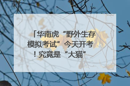 华南虎“野外生存模拟考试”今天开考！究竟是“大猫” 还是顶级猎食者？