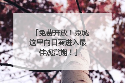 免费开放！京城这里向日葵进入最佳观赏期！