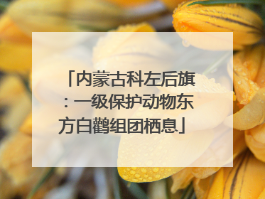 内蒙古科左后旗：一级保护动物东方白鹳组团栖息