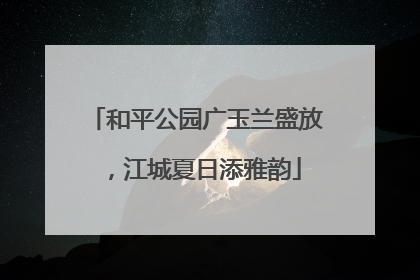 和平公园广玉兰盛放，江城夏日添雅韵