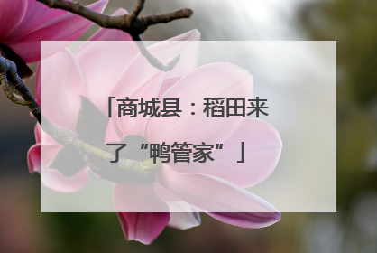 商城县：稻田来了“鸭管家”