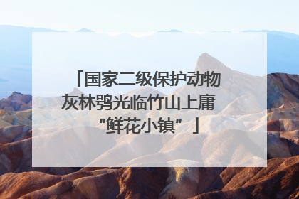 国家二级保护动物灰林鸮光临竹山上庸“鲜花小镇”