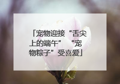 宠物迎接“舌尖上的端午” “宠物粽子”受喜爱