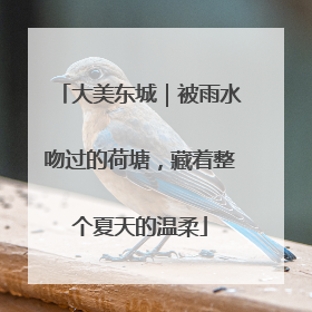 大美东城｜被雨水吻过的荷塘，藏着整个夏天的温柔