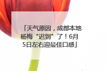 天气原因，成都本地杨梅“迟到”了！6月5日左右迎最佳口感