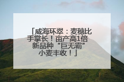 威海环翠：麦穗比手掌长！亩产高1倍 新品种“巨无霸”小麦丰收！