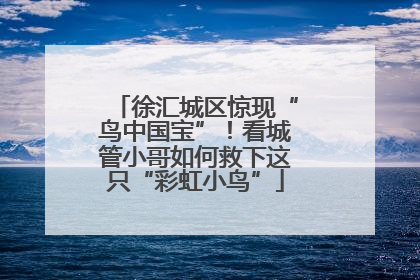 徐汇城区惊现“鸟中国宝”！看城管小哥如何救下这只“彩虹小鸟”