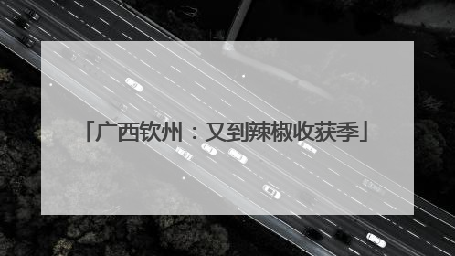 广西钦州：又到辣椒收获季