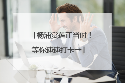 杨浦赏莲正当时！等你速速打卡→