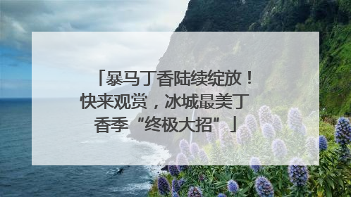 暴马丁香陆续绽放！快来观赏，冰城最美丁香季“终极大招”