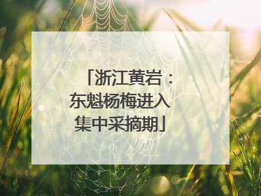 浙江黄岩：东魁杨梅进入集中采摘期