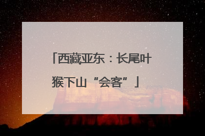 西藏亚东：长尾叶猴下山“会客”
