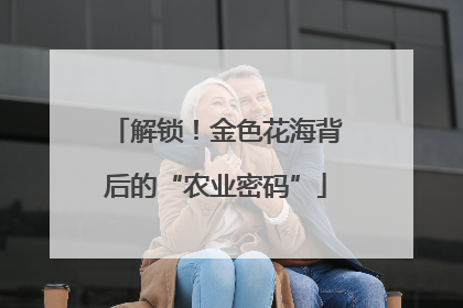 解锁！金色花海背后的“农业密码”