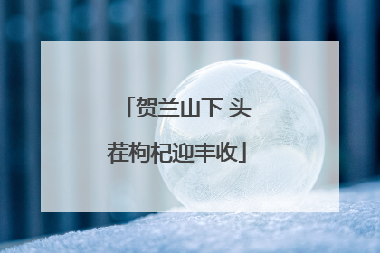 贺兰山下 头茬枸杞迎丰收