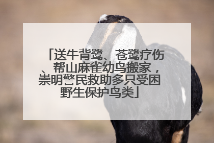 送牛背鹭、苍鹭疗伤、帮山麻雀幼鸟搬家，崇明警民救助多只受困野生保护鸟类