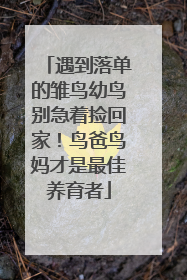 遇到落单的雏鸟幼鸟别急着捡回家！鸟爸鸟妈才是最佳养育者