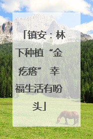 镇安：林下种植“金疙瘩” 幸福生活有盼头