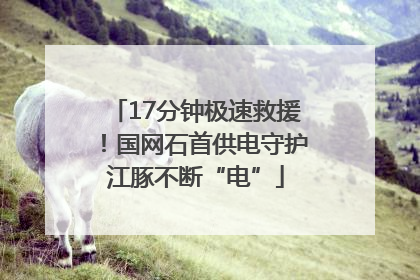 17分钟极速救援！国网石首供电守护江豚不断“电”