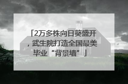 2万多株向日葵盛开，武生院打造全国最美毕业“背景墙”