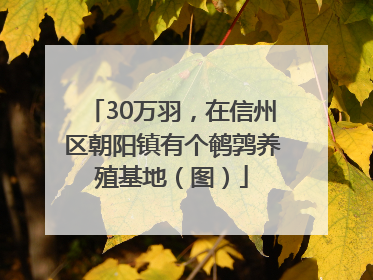 30万羽，在信州区朝阳镇有个鹌鹑养殖基地（图）